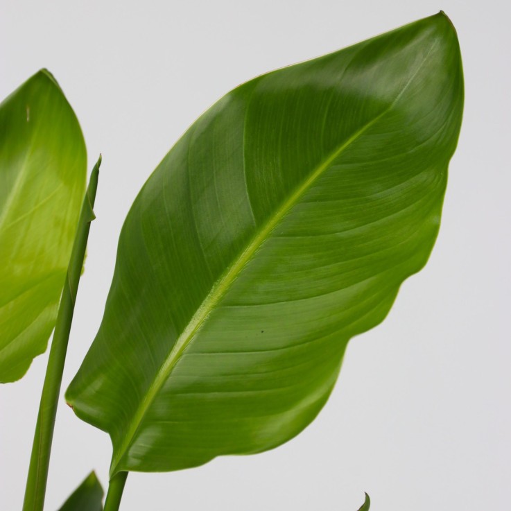 Oiseau de paradis - Strelitzia nicolai - Hauteur 55-70cm - ⌀17cm