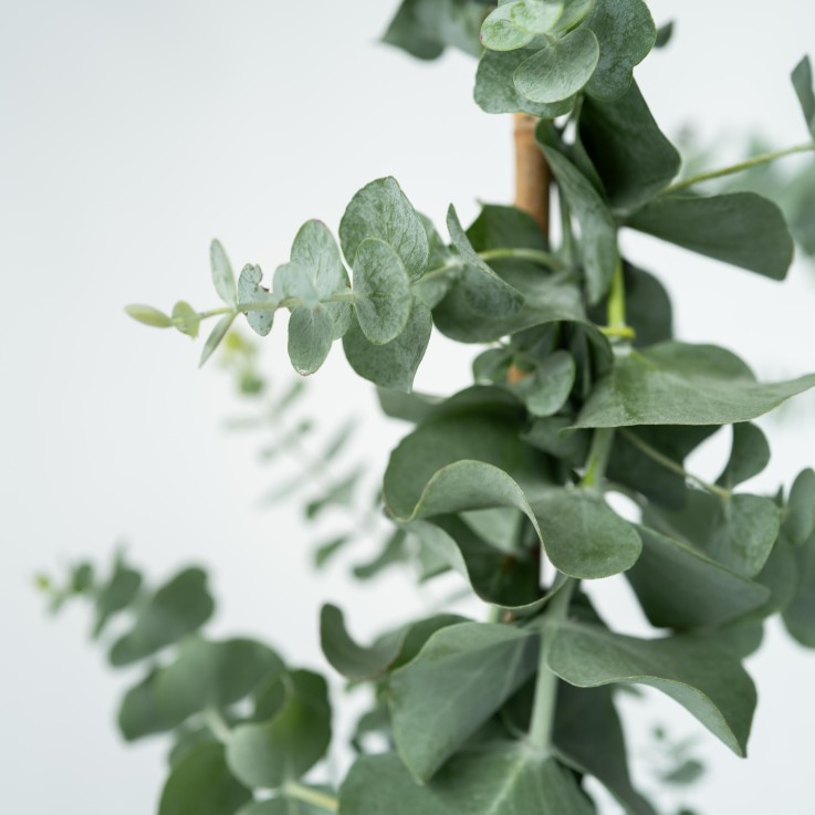 Gommier - Eucalyptus cinerea 'Silver Dollar' - Hauteur 90-110cm - ⌀19cm