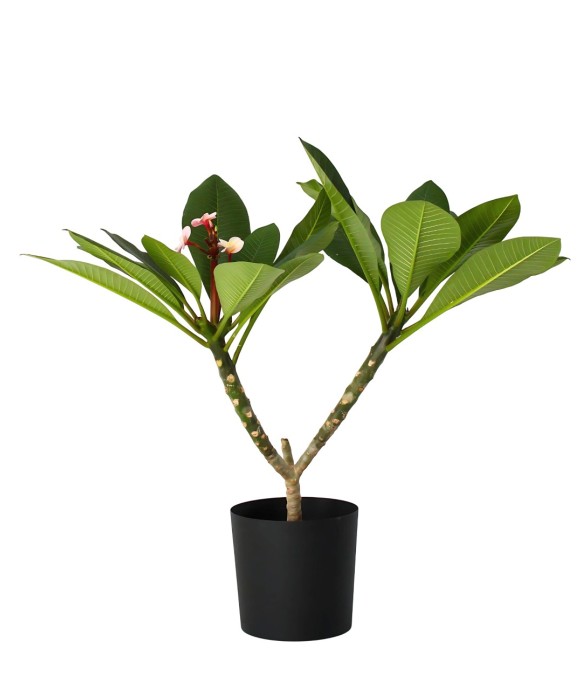 Frangipanier hawaii -...