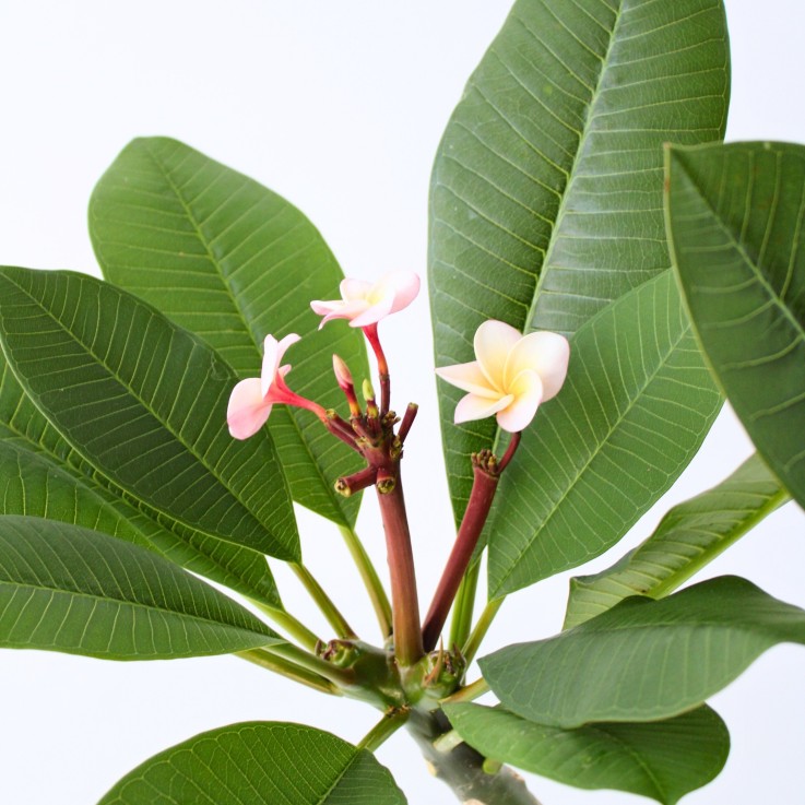 Frangipanier hawaii - Plumeria rubra 'Rose' - Hauteur 55-70cm - ⌀17cm