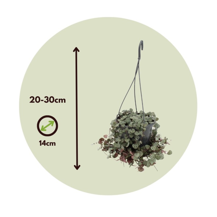 Chaîne des cœurs - Ceropegia linearis Woodii - Hauteur 20-30cm - ⌀14cm