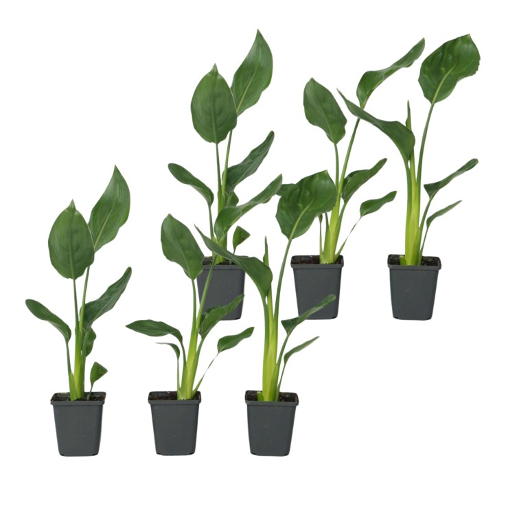 Oiseau de paradis - Set de 6 - Strelitzia reginea - Hauteur 25-40cm - ⌀9cm