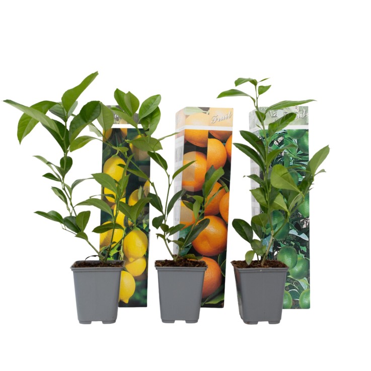 Mélange de citrons - Set de 3 - Citrus limon - Hauteur 25-40cm - ⌀9cm