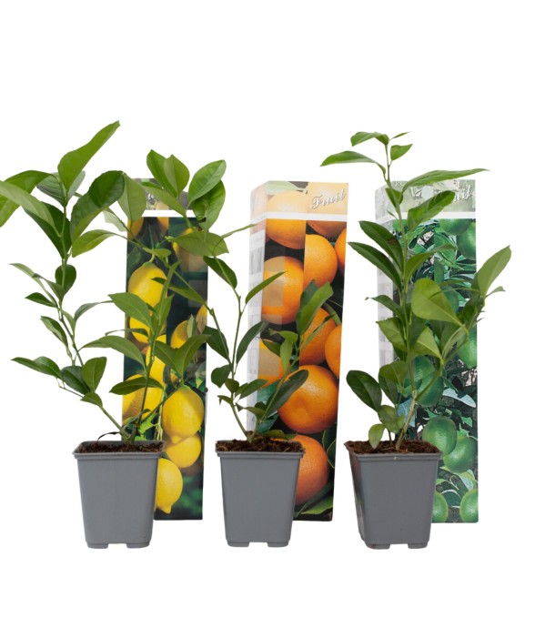 Mélange de citrons - Set de...