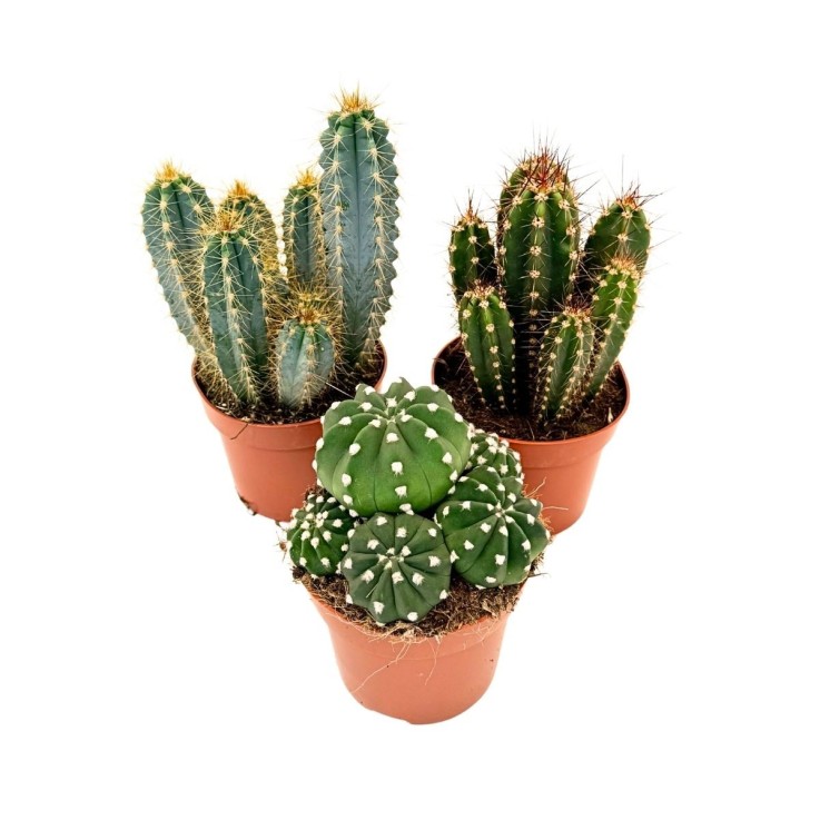 Mélange de cactus - Lot de 3 - Cactus - Hauteur 15-20cm - ⌀10,5cm