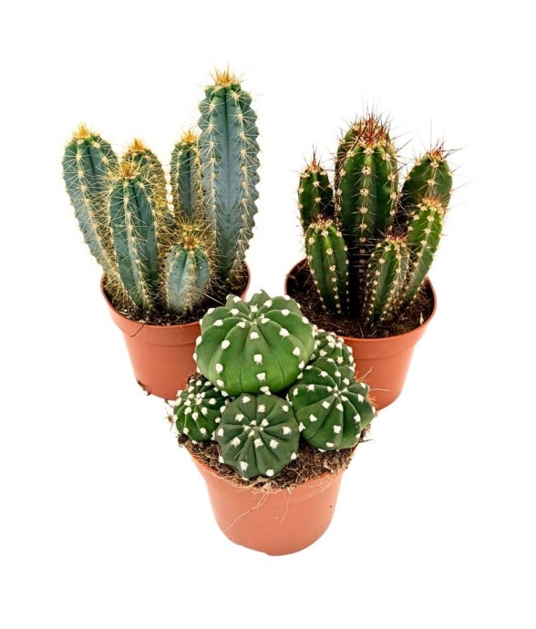 Mélange de cactus - Lot de...