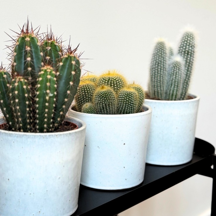 Mélange de cactus - Lot de 3 - Cactus - Hauteur 15-20cm - ⌀10,5cm