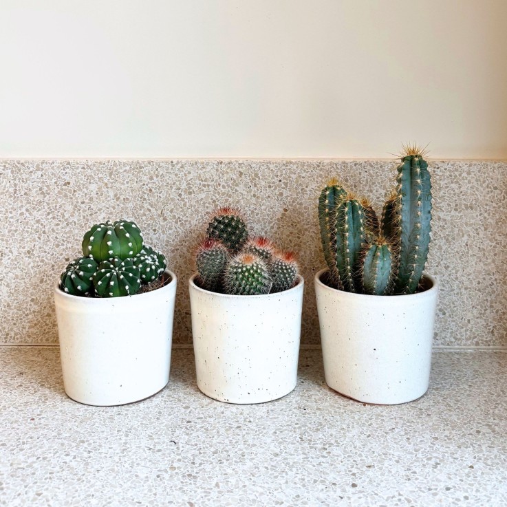 Mélange de cactus - Lot de 3 - Cactus - Hauteur 15-20cm - ⌀10,5cm