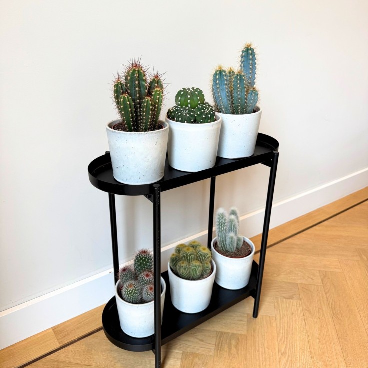 Mélange de cactus - Lot de 3 - Cactus - Hauteur 15-20cm - ⌀10,5cm