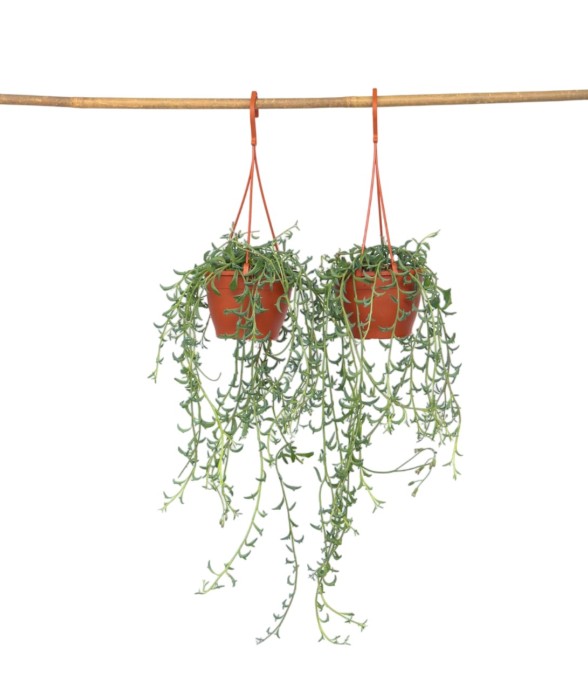 Plante tortue - Set de 2 -...