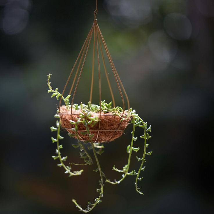 Plante tortue - Set de 2 - Senecio peregrinus - Hauteur 10-20cm - ⌀12cm