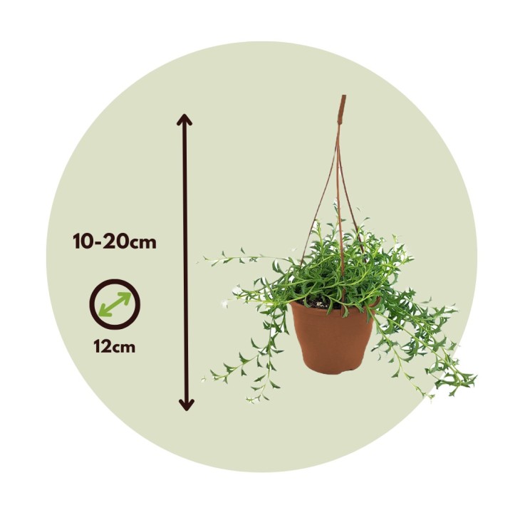 Plante tortue - Set de 2 - Senecio peregrinus - Hauteur 10-20cm - ⌀12cm