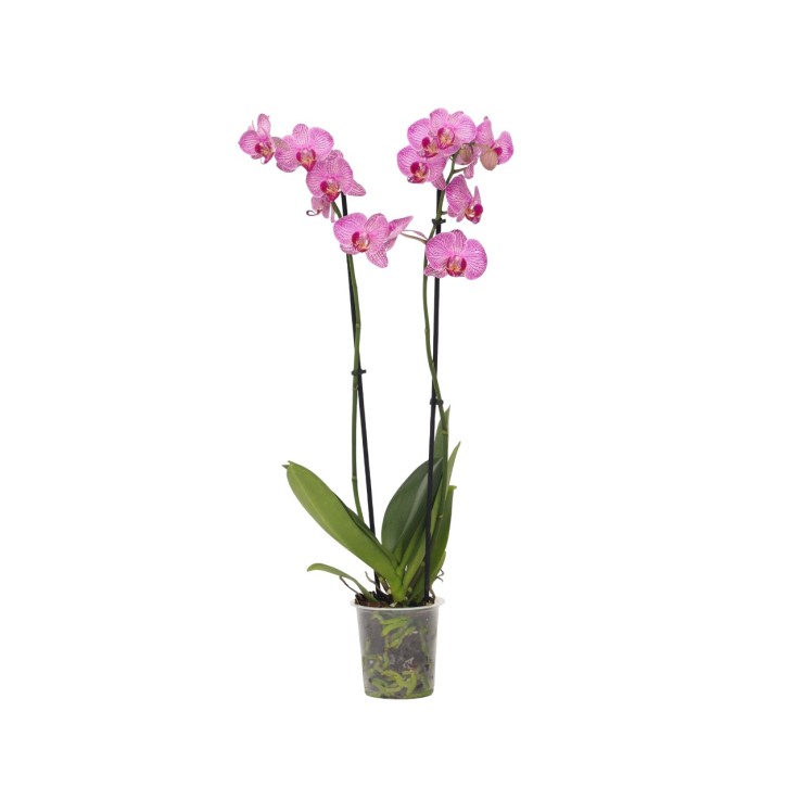 Orchidée papillon - Phalaenopsis - Hauteur 50-60cm - ⌀12cm