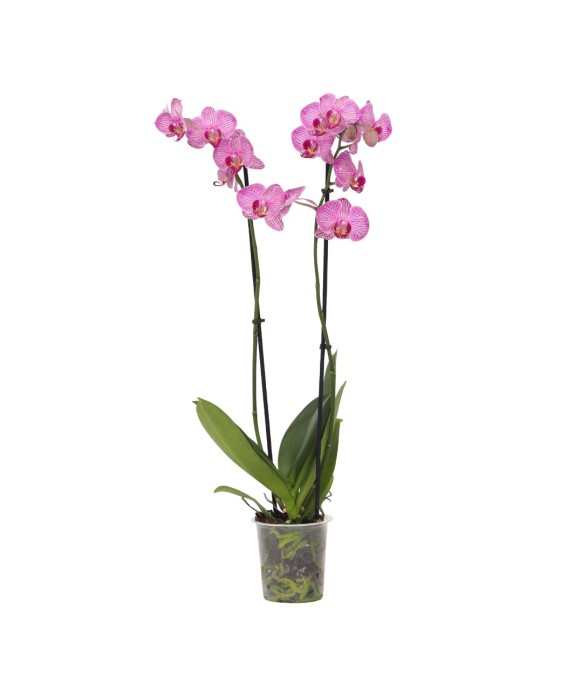 Orchidée papillon -...