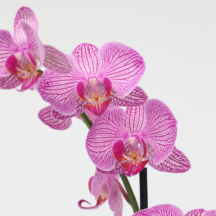 Orchidée papillon - Phalaenopsis - Hauteur 50-60cm - ⌀12cm
