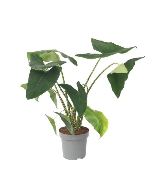 Plante éléphant - Alocasia...