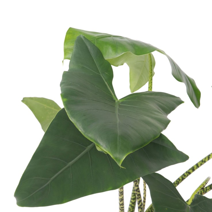 Plante éléphant - Alocasia 'Zebrina' - Hauteur 140-150cm - ⌀32cm