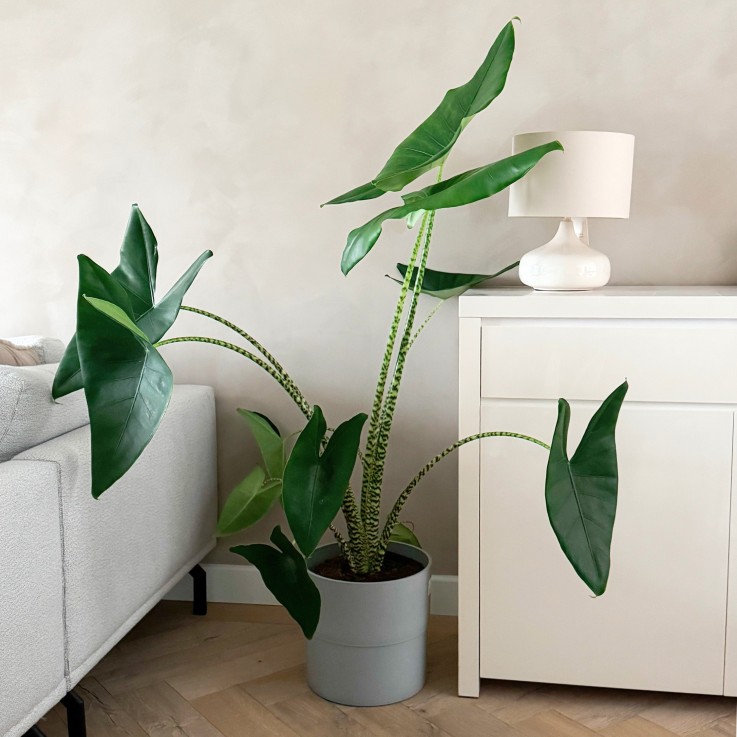 Plante éléphant - Alocasia 'Zebrina' - Hauteur 140-150cm - ⌀32cm