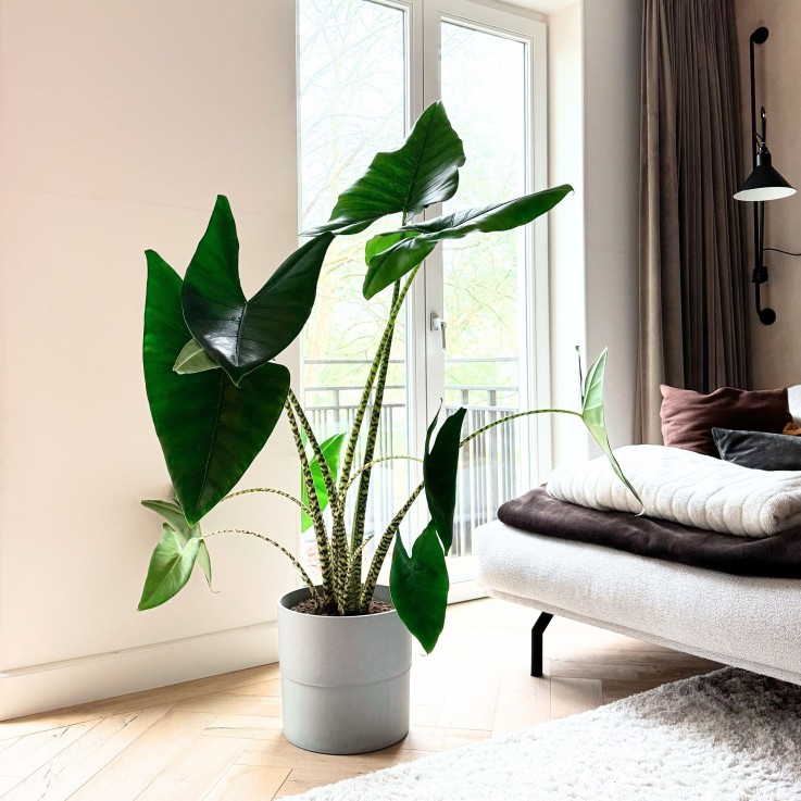 Plante éléphant - Alocasia 'Zebrina' - Hauteur 140-150cm - ⌀32cm