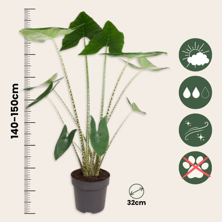Plante éléphant - Alocasia 'Zebrina' - Hauteur 140-150cm - ⌀32cm