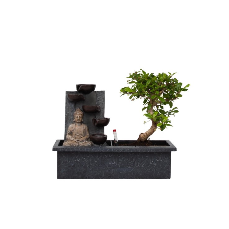 Bonsaï - Bonsai - Hauteur 25-35cm - ⌀29cm