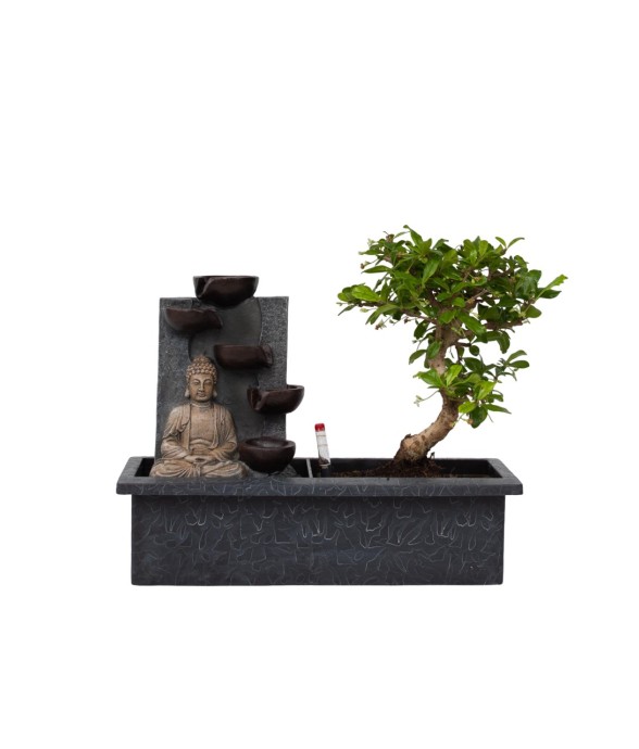Bonsaï - Bonsai - Hauteur...