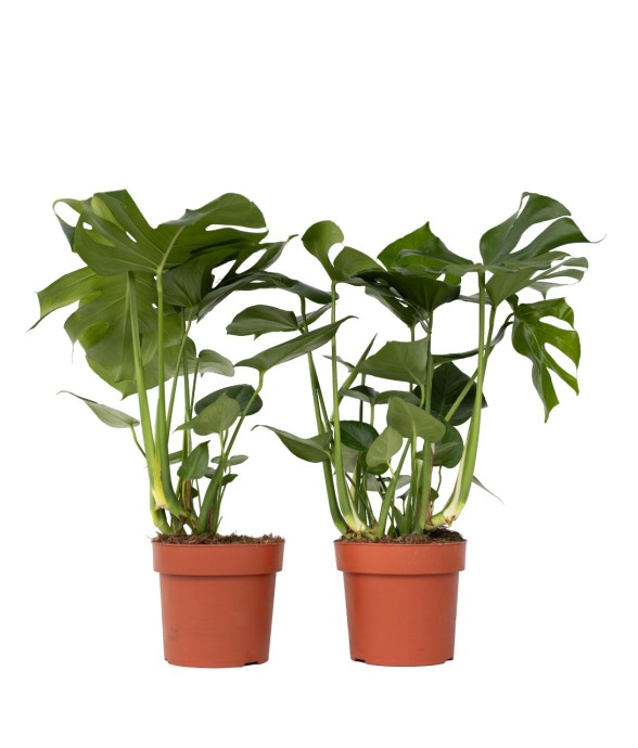 Plante à trous - Set de 2 -...