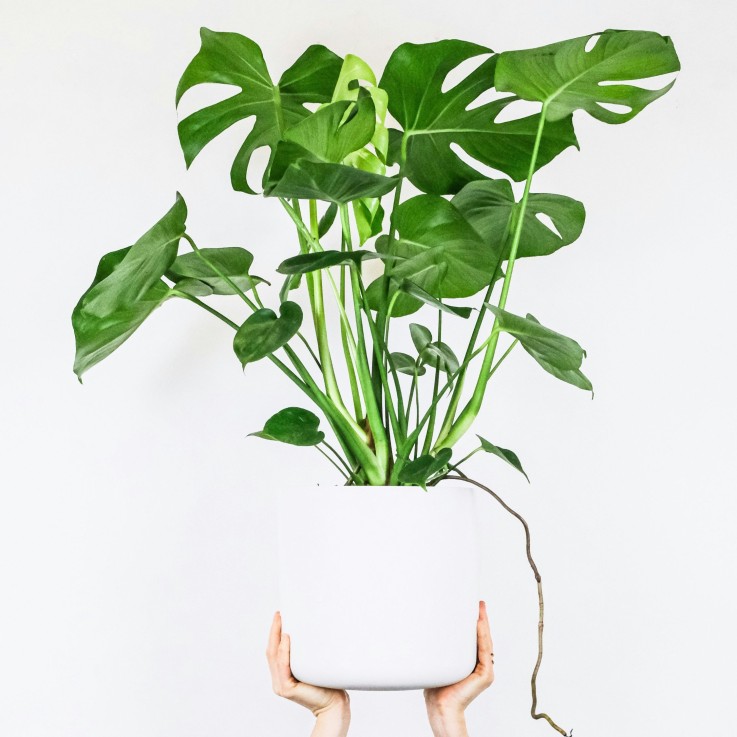 Plante à trous - Set de 2 - Monstera deliciosa - Hauteur 70-80cm - ⌀21cm