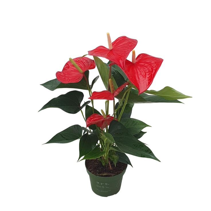 Langue de feu - Anthurium 'Royal Champion' - Hauteur 35-45cm - ø12cm