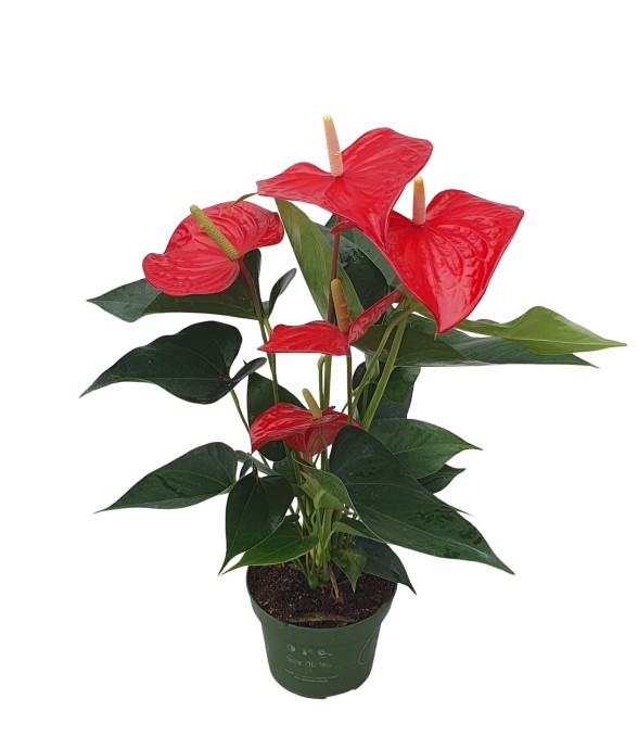 Langue de feu - Anthurium...