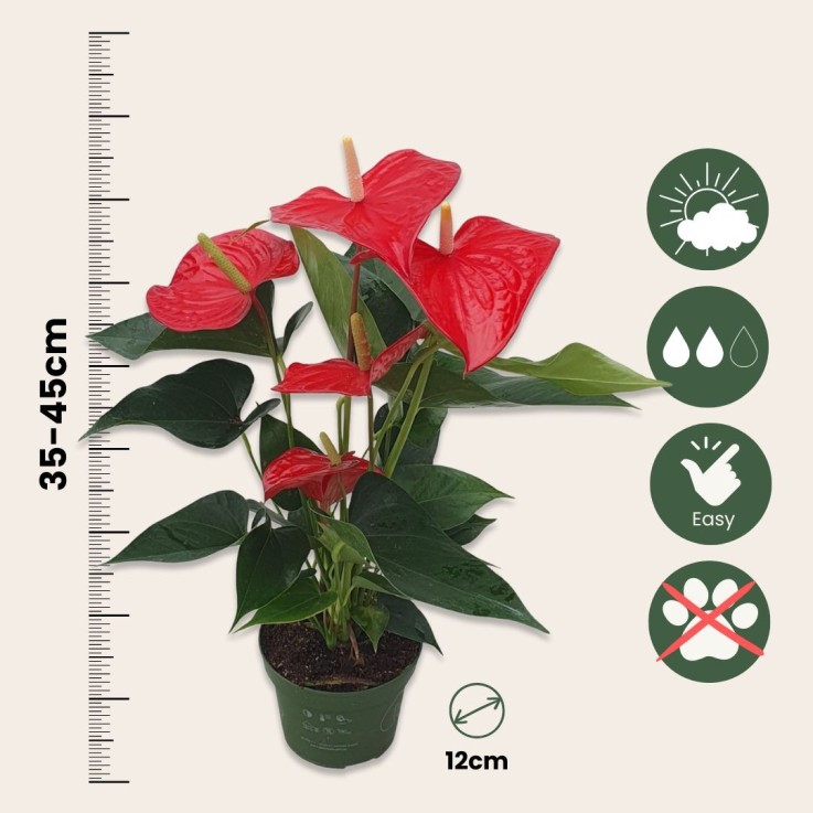 Langue de feu - Anthurium 'Royal Champion' - Hauteur 35-45cm - ø12cm