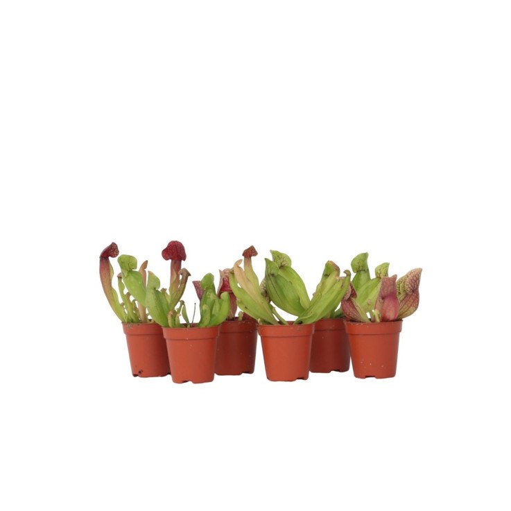 Sarracénie pourpre - Set de 6 - Sarracenia purpurea - Hauteur 10cm - ⌀5,5cm
