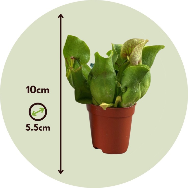 Sarracénie pourpre - Set de 6 - Sarracenia purpurea - Hauteur 10cm - ⌀5,5cm