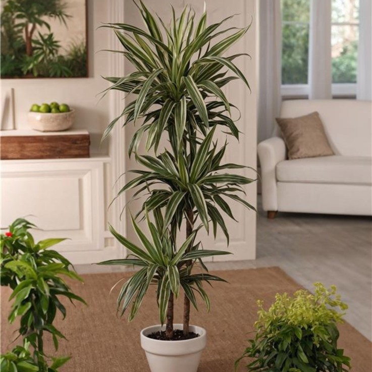 Dragonnier - Set de 2 - Dracaena Deremensis 'Warneckei' - H60-70cm - ⌀17cm