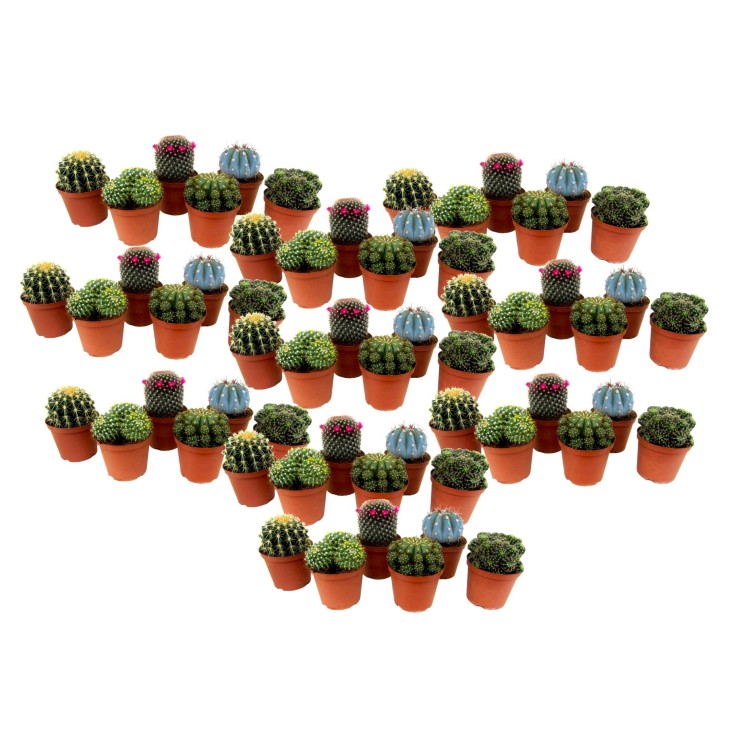 Mélange de mini cactus - Set de 60 - Cactus - Hauteur 5-10cm - ⌀5,5cm