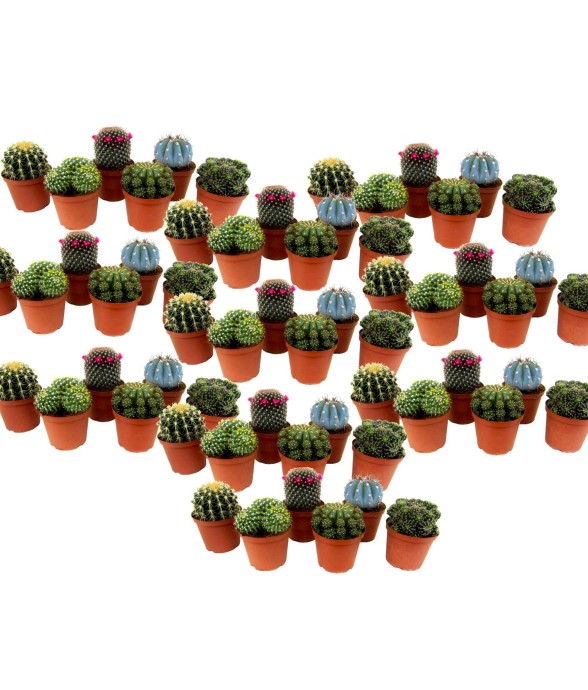 Mélange de mini cactus -...