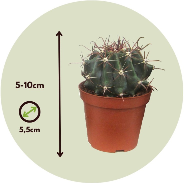 Mélange de mini cactus - Set de 60 - Cactus - Hauteur 5-10cm - ⌀5,5cm