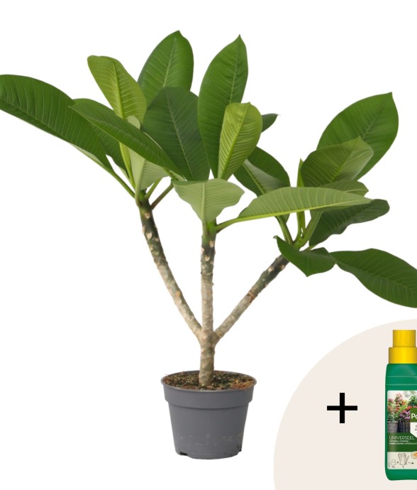 Frangipanier + engrais...