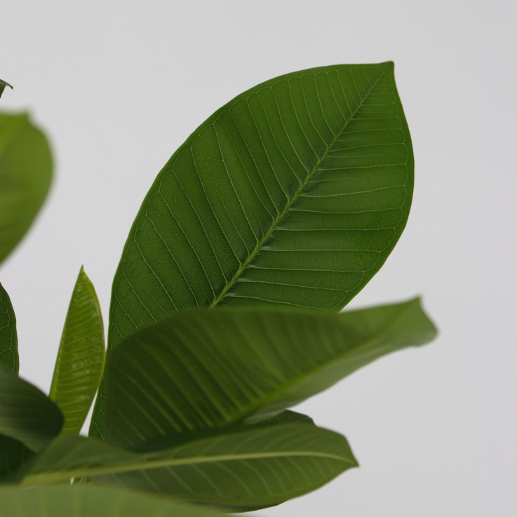 Frangipanier + engrais végétal - Plumeria rubra 'Hawaii' - H45-55cm - ⌀17cm