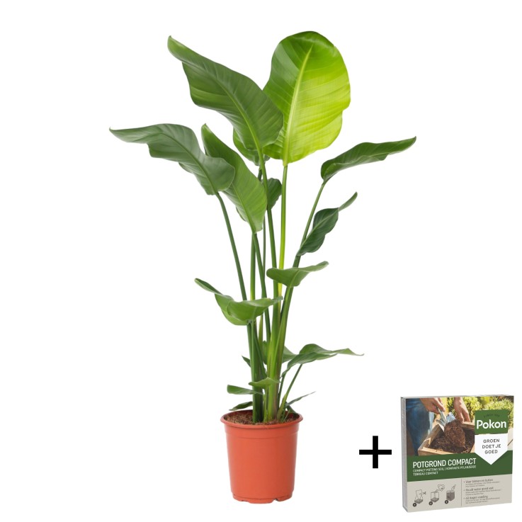 Oiseau de paradis - Strelitzia nicolai - Hauteur 90-110cm - ⌀21cm