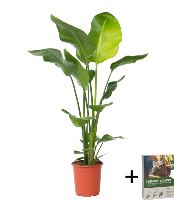 Oiseau de paradis -...