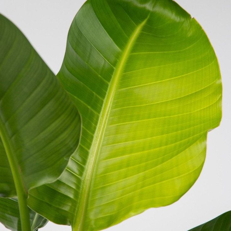 Oiseau de paradis - Strelitzia nicolai - Hauteur 90-110cm - ⌀21cm