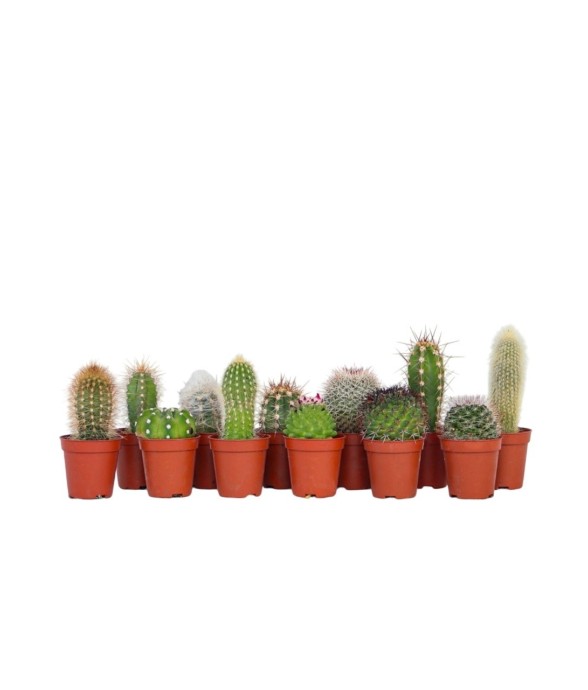 Mélange de mini cactus -...
