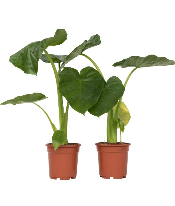 Plante à grandes feuilles -...