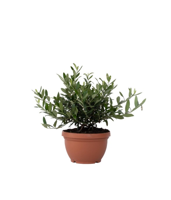 Olivier - Olea europaea -...