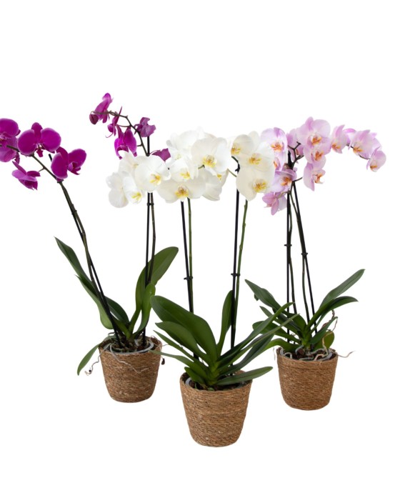 Orchidée papillon - x3 -...