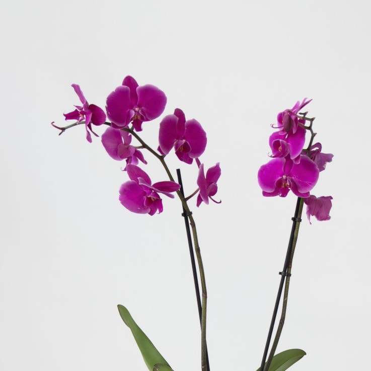 Orchidée papillon - x3 - Phalaenopsis panier déco - Hauteur 50-60cm - ⌀12cm