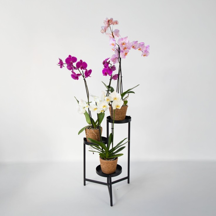 Orchidée papillon - x3 - Phalaenopsis panier déco - Hauteur 50-60cm - ⌀12cm