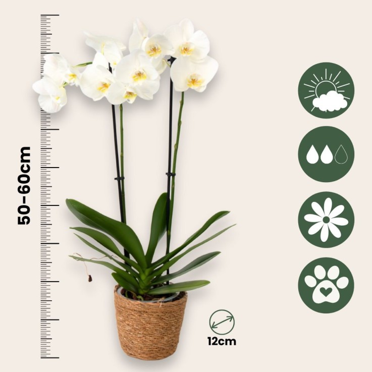 Orchidée papillon - x3 - Phalaenopsis panier déco - Hauteur 50-60cm - ⌀12cm