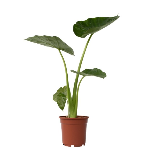 Plante à grandes feuilles -...